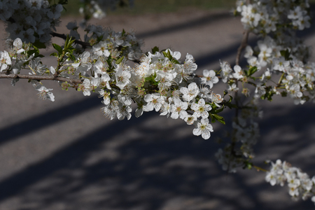 fruits tree blossomsの写真素材