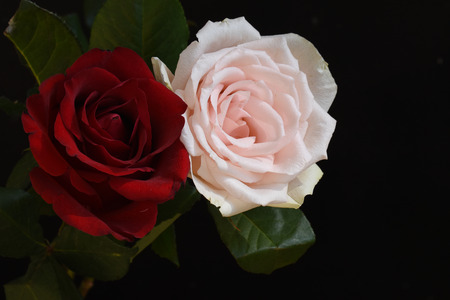 pink with red rose close up