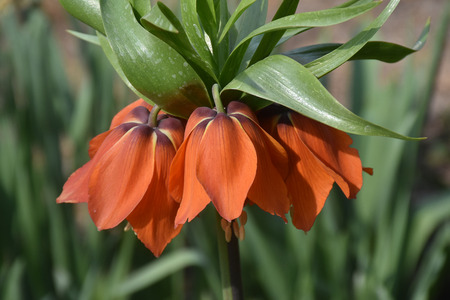 Big orange flower in the gardenの写真素材