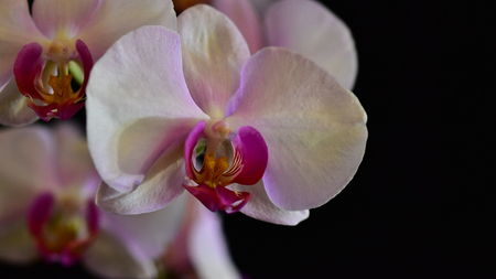 colorful nice oprchid close upの写真素材