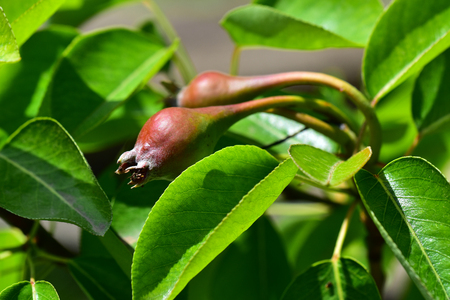 green pears on the treeの写真素材