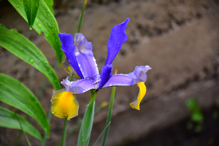 colorful iris in my gardenの写真素材