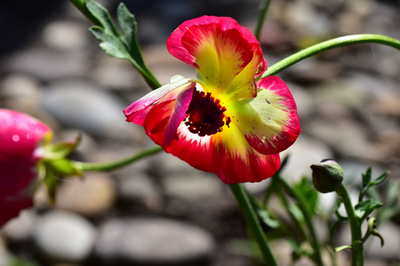 very nice spring flower in my gardenの写真素材
