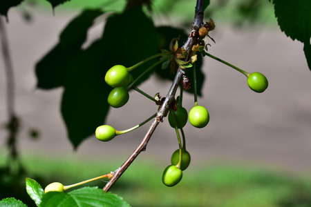 green cherry on the tree in my garden