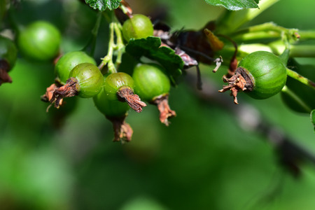 green berries in my gardenの写真素材
