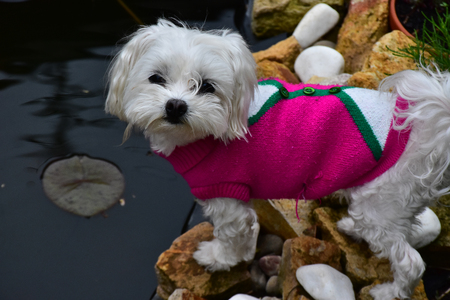 my small white sweet dogの写真素材