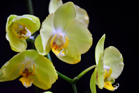 beautiful yellow orchid close upの写真素材