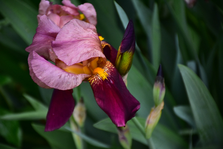 nice colorul iris close upの写真素材