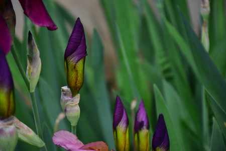 colorful iris bud in my gardenの写真素材