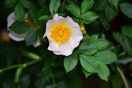 wild rose close upの写真素材