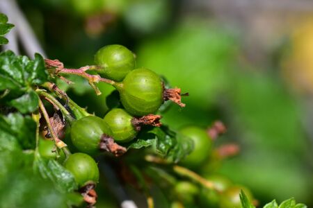 green berries in my gardenの写真素材