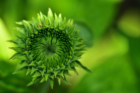 Summer flower closeupの写真素材