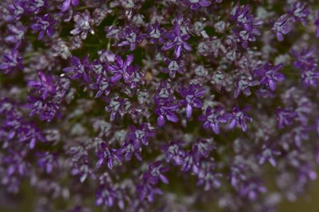 small colorful summer flowers close upの写真素材