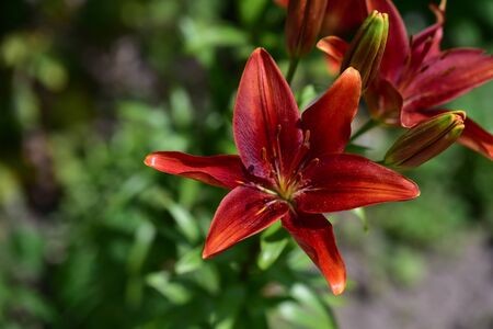 very nice lilly in my gardenの写真素材