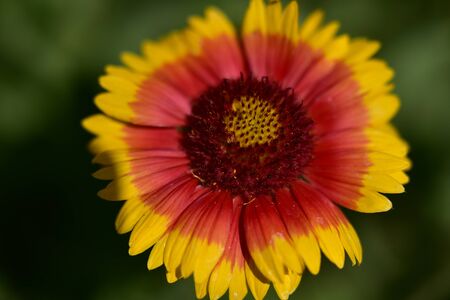 colorful saummer flower in my gardenの写真素材