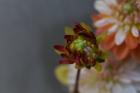 very nice dahlia flower in my gardenの写真素材