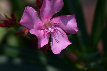 colorful summer flower in my garden