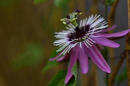 one beautiful  colorful passiflora flowerの写真素材