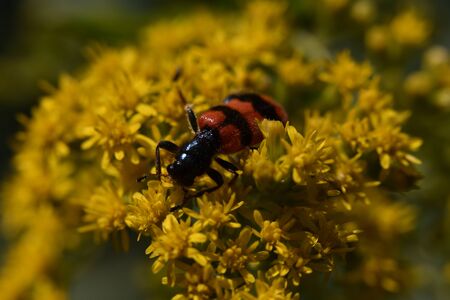 very pretty yellow gardens flower and insectの写真素材