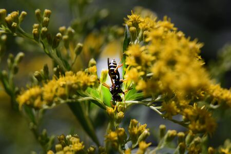 one yellow flower and beeの写真素材