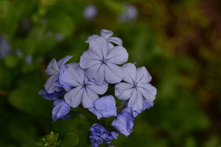 colorful summer flower in my garden