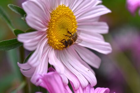 insect on the pink summer flowerの写真素材