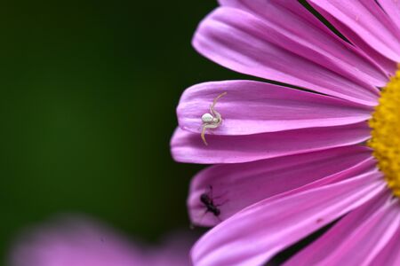 very small white spider on the flowerの写真素材