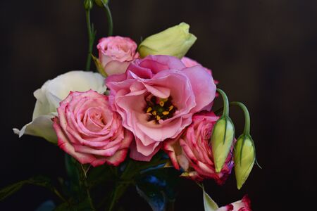 very nice colorful summer flowersの写真素材