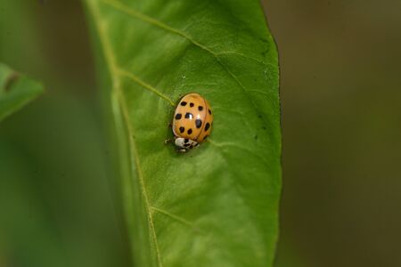 very nice small lady bug close upの写真素材
