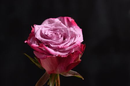 bautiful colorful rose close upの写真素材