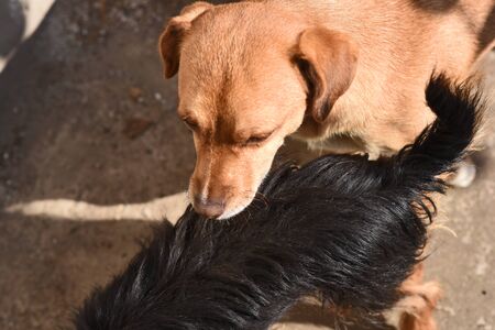 my sweet dog in the garden