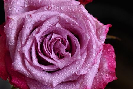 beautiful colorful rose in the sunshineの写真素材