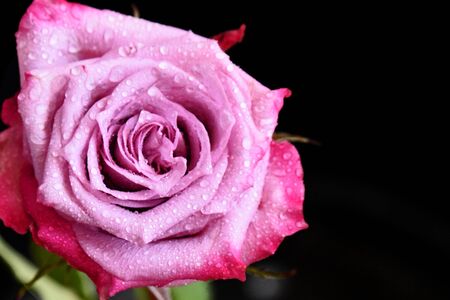 beautiful colorful rose in the sunshineの写真素材