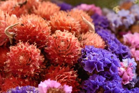 beautiful colorful flowers in the sunshineの写真素材