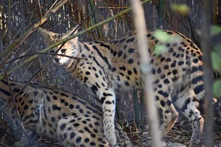 two wild cat in the sun