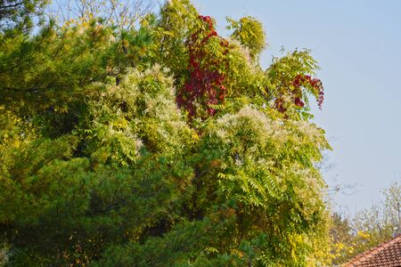 the multicolor autumn leaves on the treeの写真素材