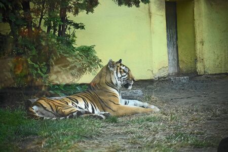very nice tiger lies on the earth
