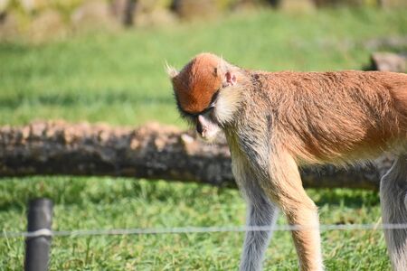 very pretty monkey in the sun