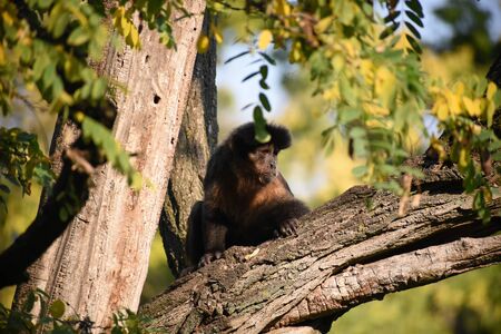 one brown monkey sit on the treeの写真素材