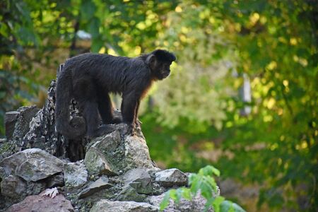 very pretty monkey crept on the dovesの写真素材
