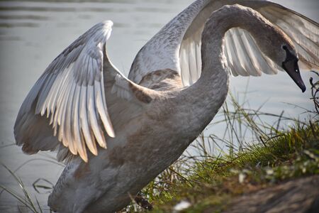 very pretty white swan on the small riverの写真素材