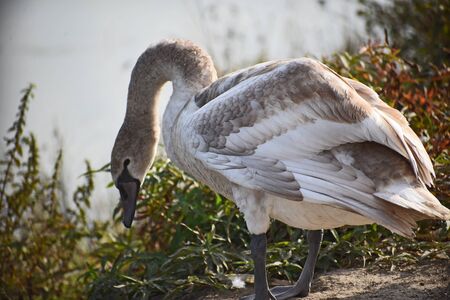very pretty white swan on the small riverの写真素材