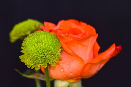 a beautiful orange rose in the sunの写真素材