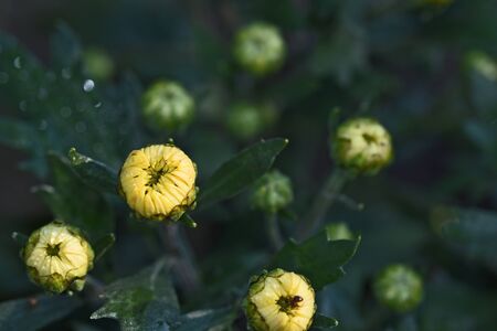 a very pretty and many bud gardens flower