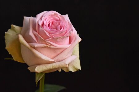 beautiful rose close up in the sunshineの写真素材