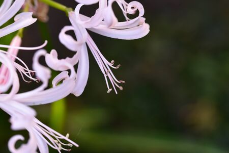 beautiful colored  gardens lily flowerの写真素材
