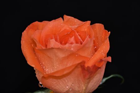 beautiful rose close up in the sunshineの写真素材