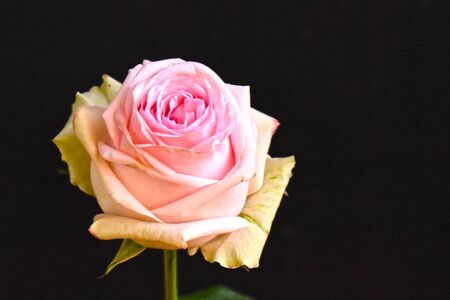 beautiful colorful rose close upの写真素材