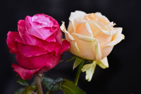 beautiful colorful rose close upの写真素材