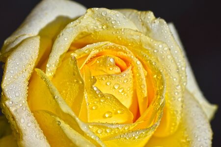 beautiful colorful rose close upの写真素材